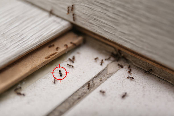 Best Mosquito Control Services  in Lincolnton, GA